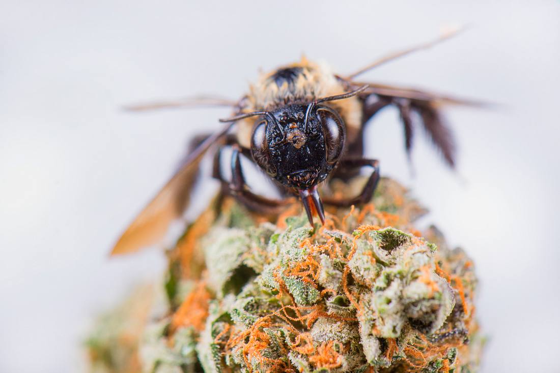 Biene auf Cannabis