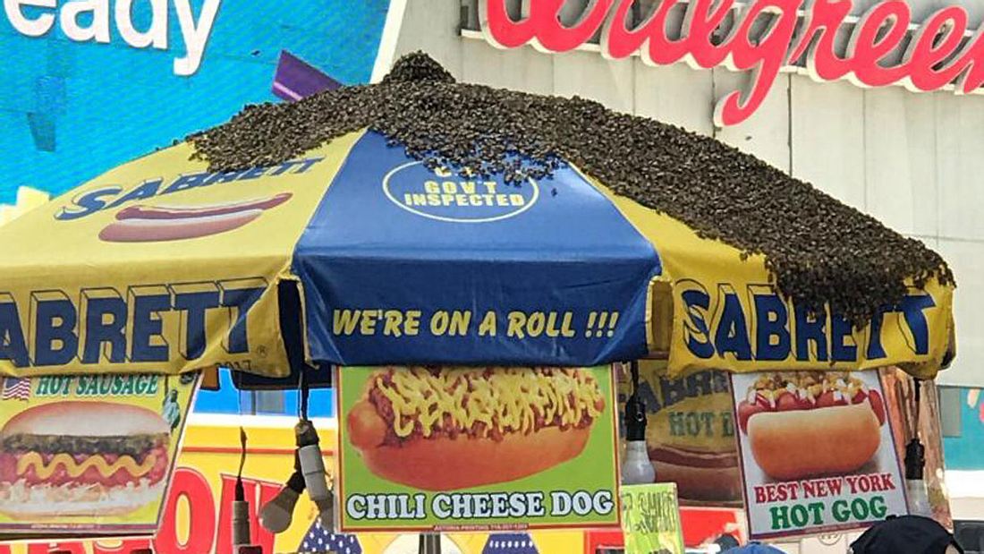 Bienen belagern einen Hot-Dog-Stand am Times Square Bienen ließen sich an einem Hot-Dog-Stand nieder