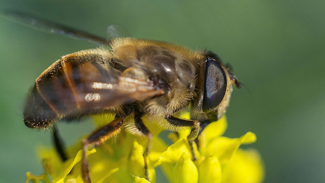 Biestfliege Biestfliege, Dasselfliege