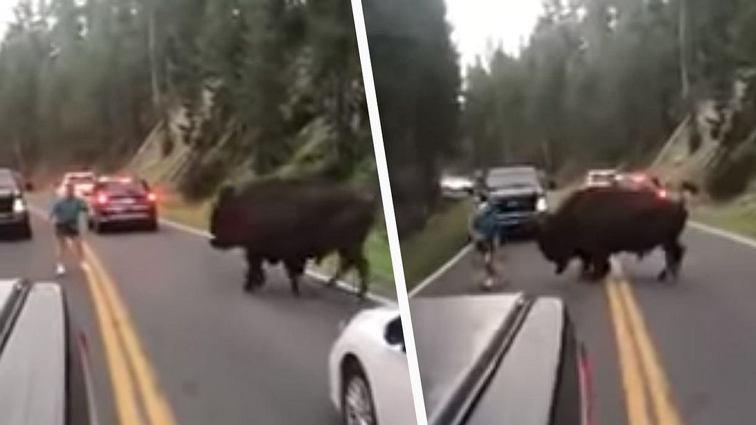 Tourist ärgert wilden Bison bis aufs Blut