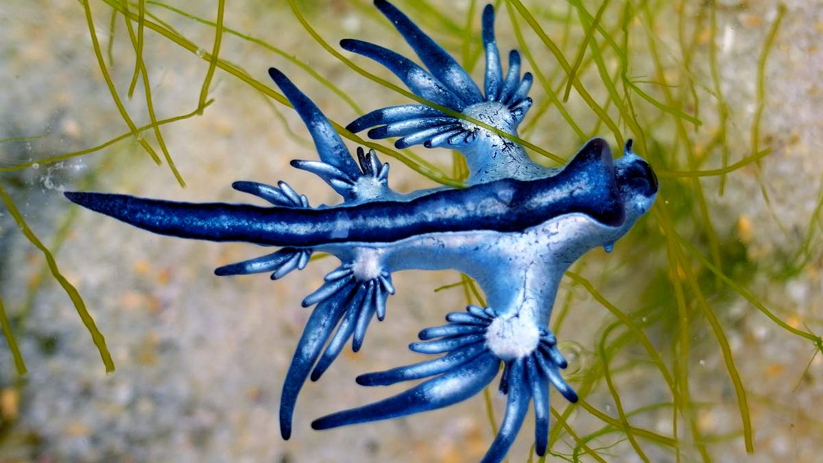 Glaucus atlanticus alias Blauer Drache