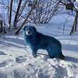 Blauer Hund - Foto: VK