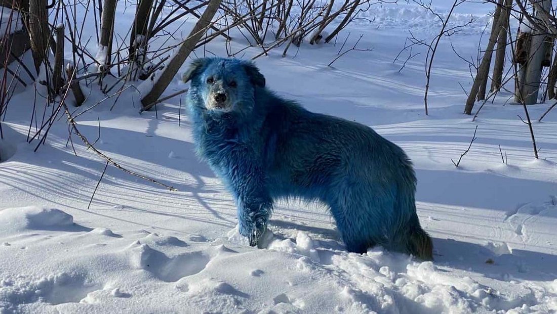 Blauer Hund