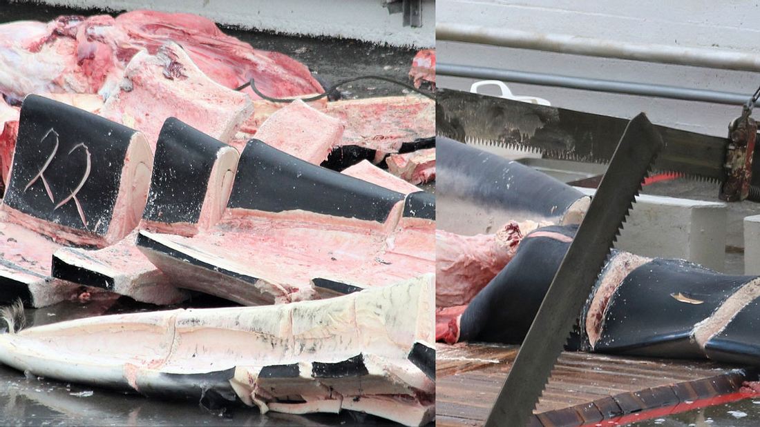 Der erste getötete Blauwal seit über 50 Jahren