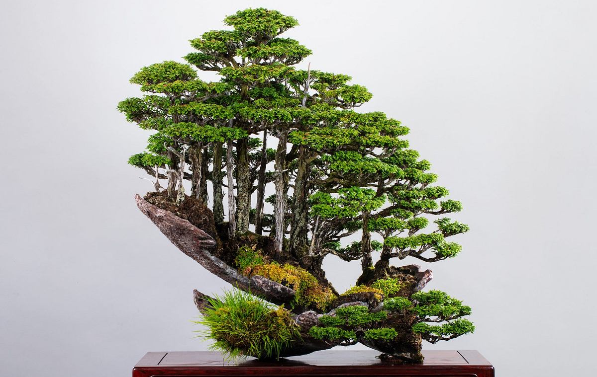 Bonsai-Meisterwerk von Masahiko Kimura