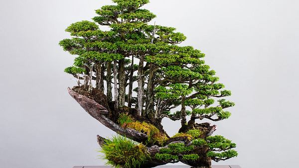 Bonsai-Meisterwerk von Masahiko Kimura - Foto: Omiya Bonsai Art Museum