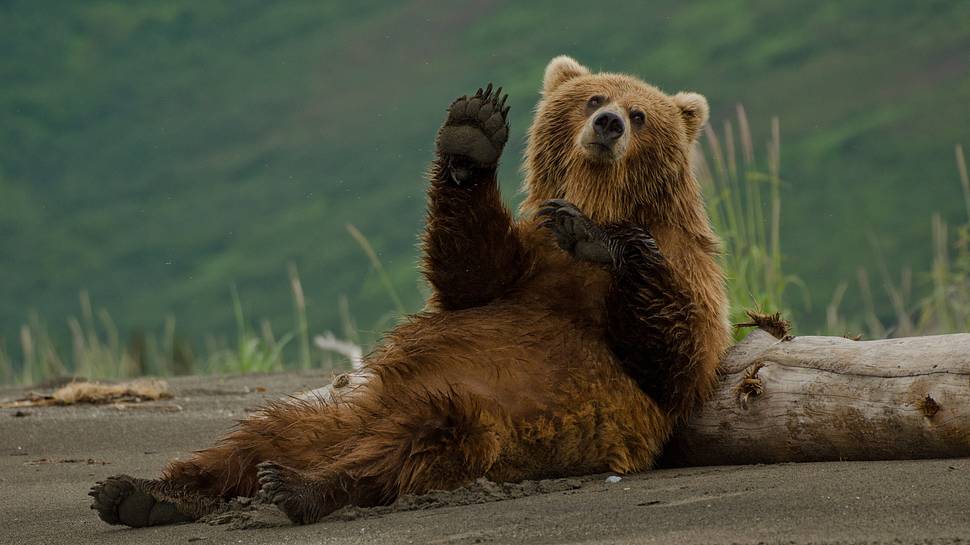 Braunbär:in - Foto: iStock / davidrasmus