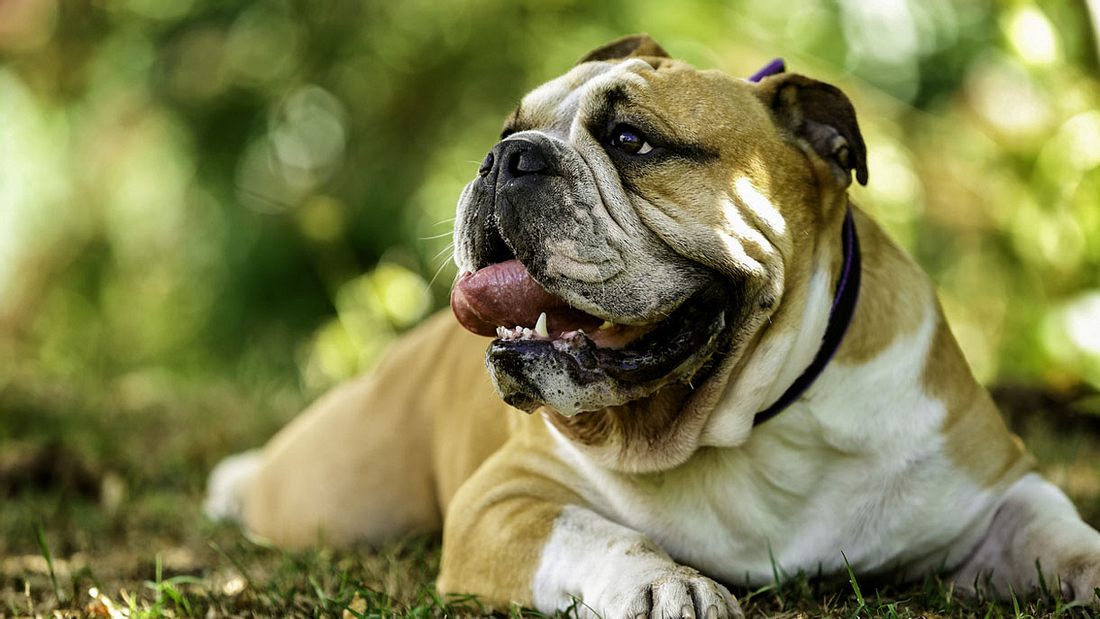 Bulldogge Bulldogge