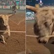 Bulle springt in Zuschauermenge - Foto: YouTube/Hugo Happenings, Collage bearbeitet von Männersache