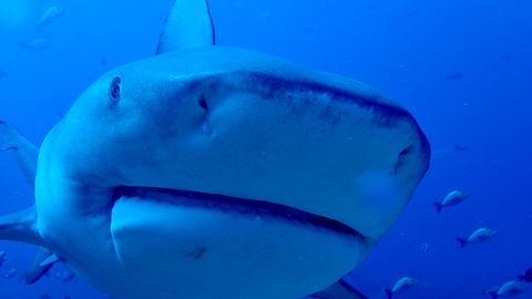 Bullenhai - Foto: iStock / Katherine OBrien