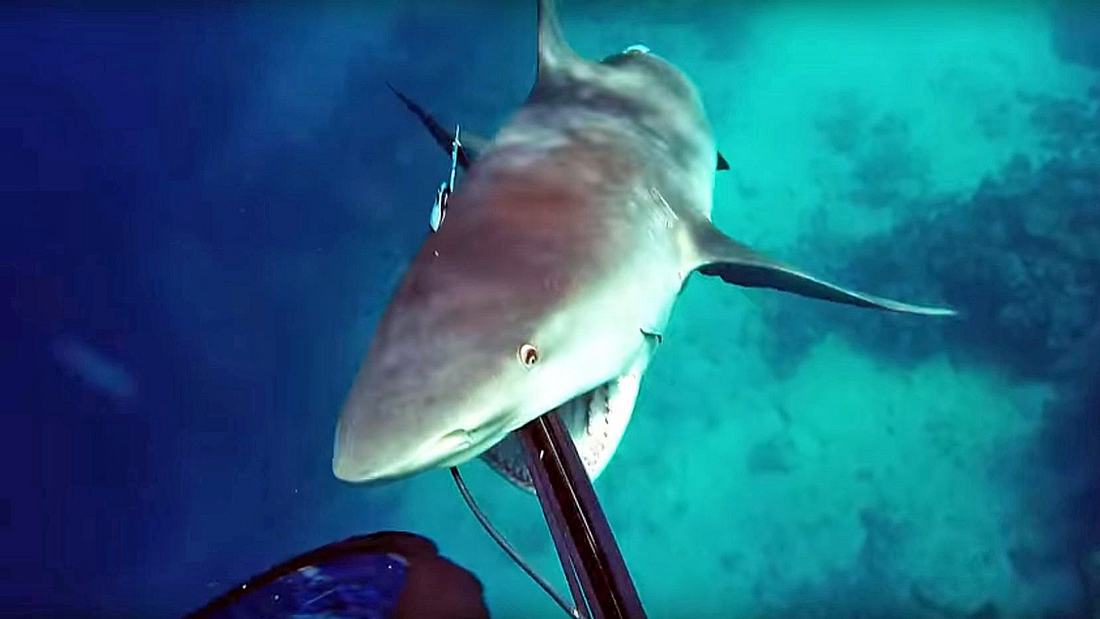 Unprovozierter Angriff? Ein GoPro-Video zeigt, wie ein Speerfischer im australischen North Queensland von einem Bullenhai attackiert wird Ein Bullenhai attackiert einen australischen Speerfischer