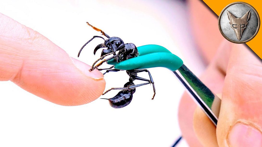 Ein Biss der Bullet-Ant gehört zu den schmerzhaftesten Erfahrungen - Coyote Peterson hat es getestet - Foto: YouTube / Brave Wilderness