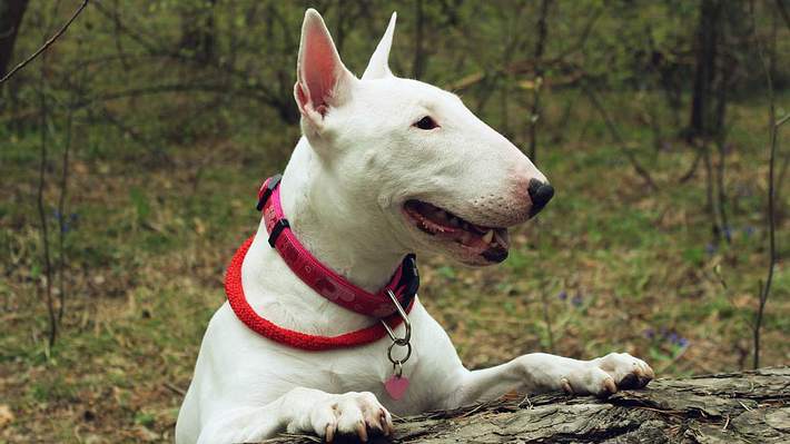 Der Bullterrier gehört zu den gefährlichen Hunden - Foto: iStock / MG_54
