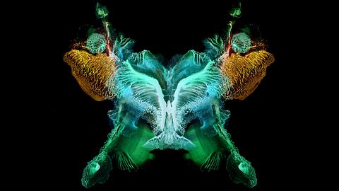 Butterfly-Effekt - Foto: iStock / Butterfly-Effekt