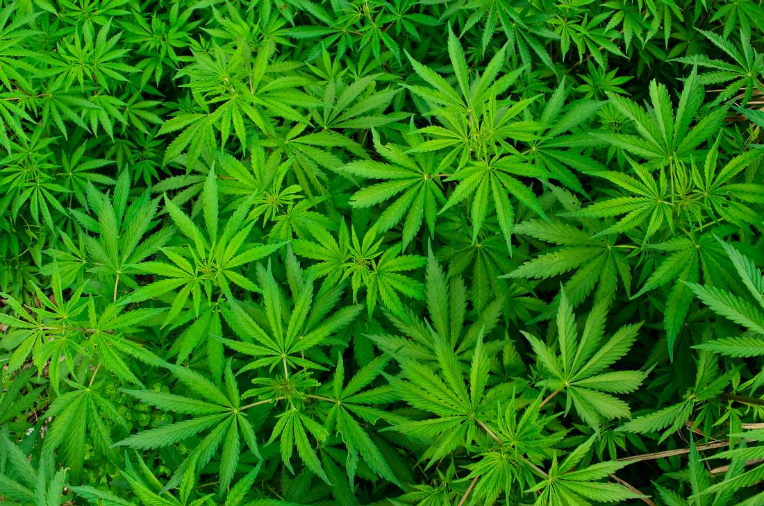 Cannabis Cannabis