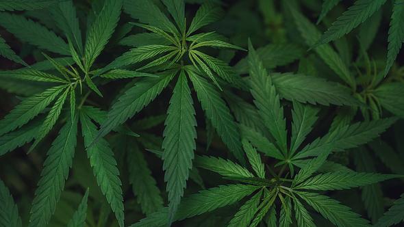 Cannabis-Pflanzen - Foto: iStock / Nastco