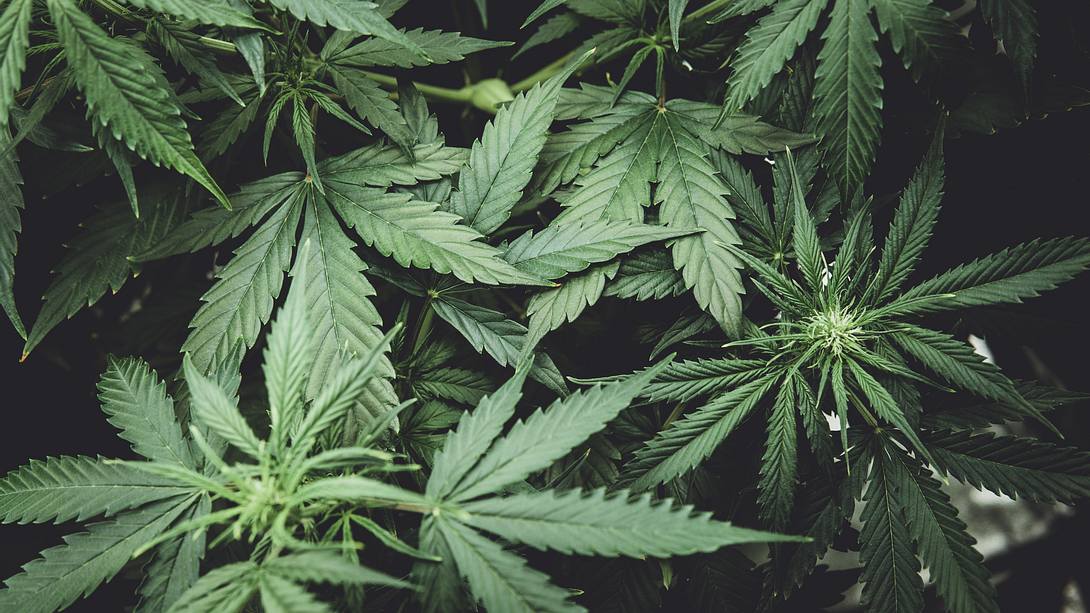 Cannabis-Pflanzen - Foto: iStock / Dmitry_Tishchenko