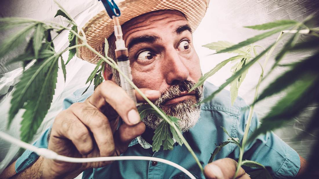 Lausitz: Cannabis-Anbau im großen Stil geplant Lausitz: Cannabis-Anbau im großen Stil geplant