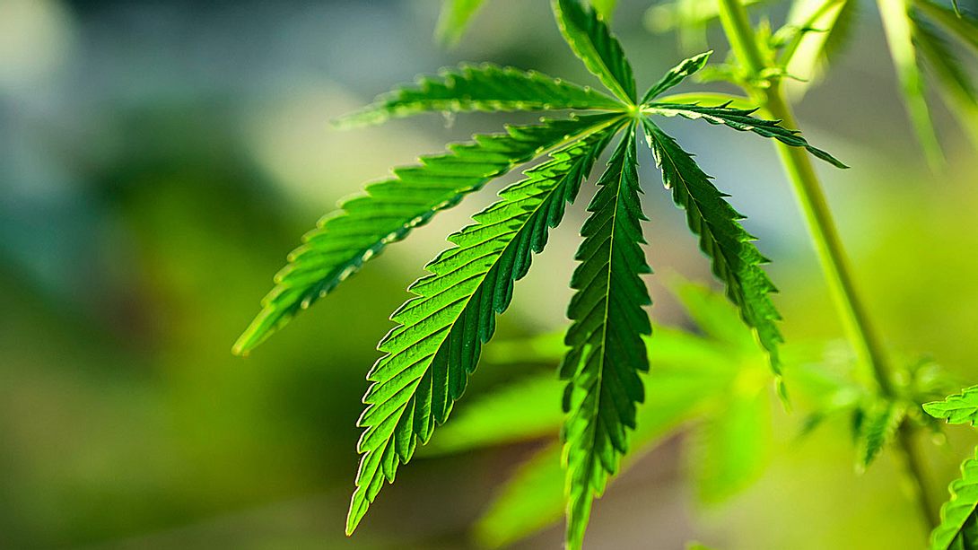 Cannabis-Blatt - Foto: iStock / Aleksandr_Kravtsov