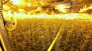 Polizei Bremen: Rekord-Fund bei Zugriff auf Cannabis-Plantage - Foto: Polizei Bremen