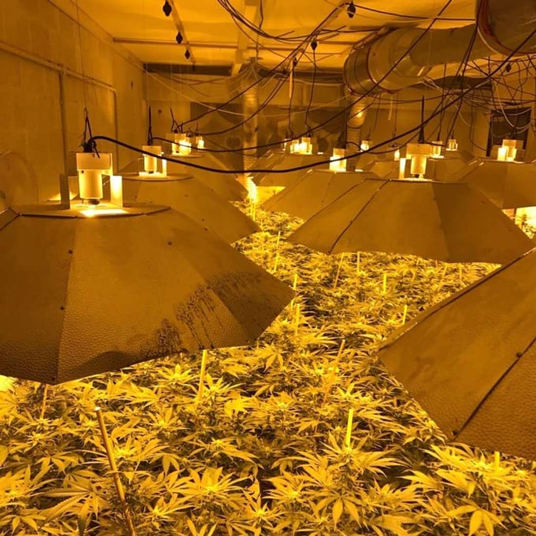 Englische Polizisten haben in Wiltshire eine Cannabis-Fabrik in einem Atombunker entdeckt