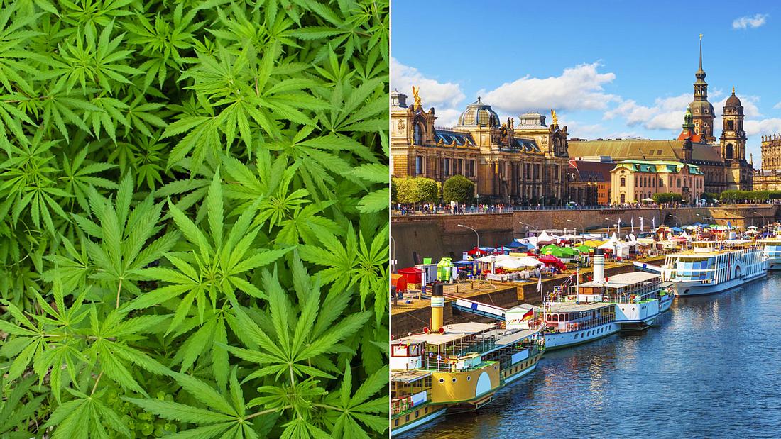 Cannabis-Anbau bald in Dresden (Collage) Cannabis-Anbau bald in Dresden (Collage)