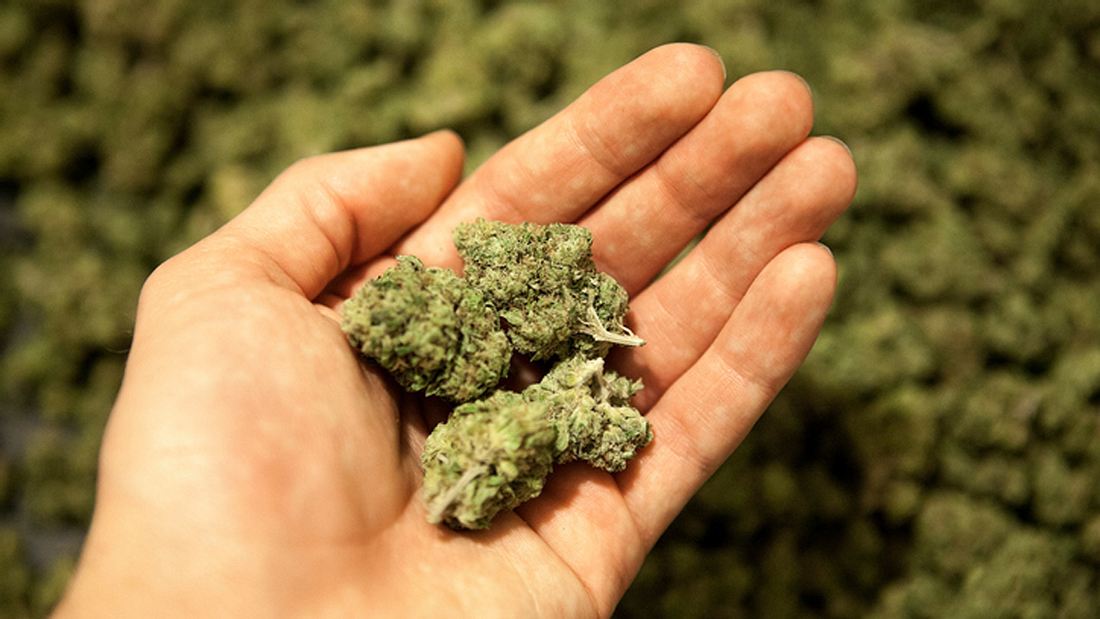 Cannabis-Experte gesucht