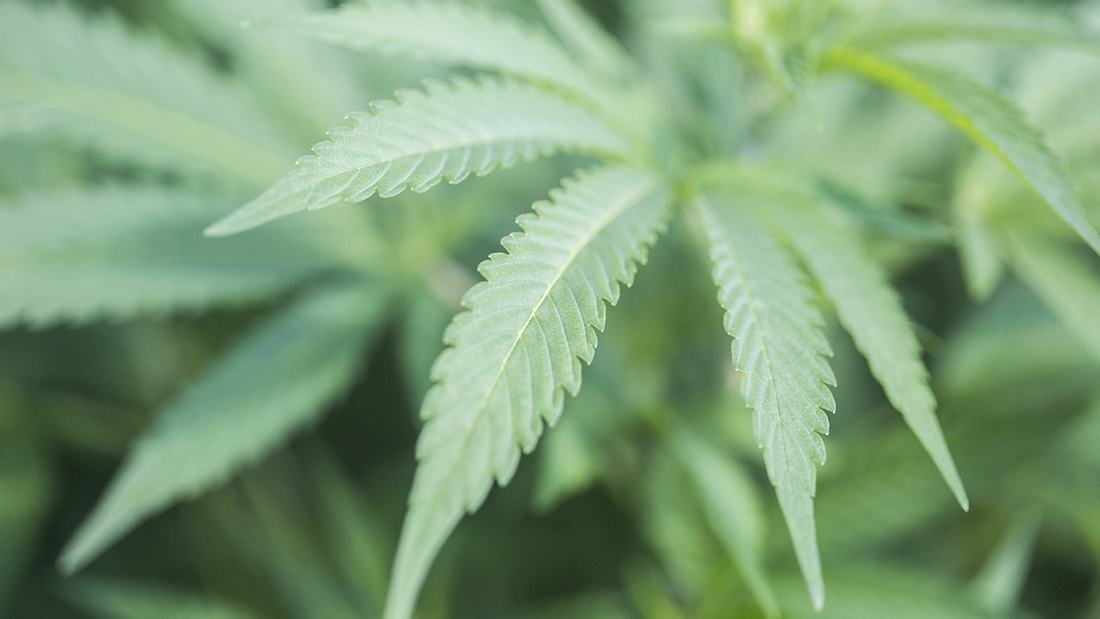 Fail: Cannabis-Kunde zeigt Dealer bei Polizei an Fail: Cannabis-Kunde zeigt Dealer bei Polizei an