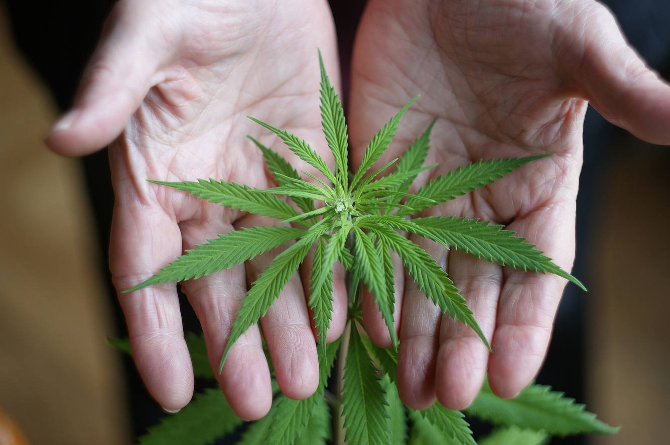 Alte Hände halten Cannabis-Pflanze Alte Hände halten Cannabis-Pflanze