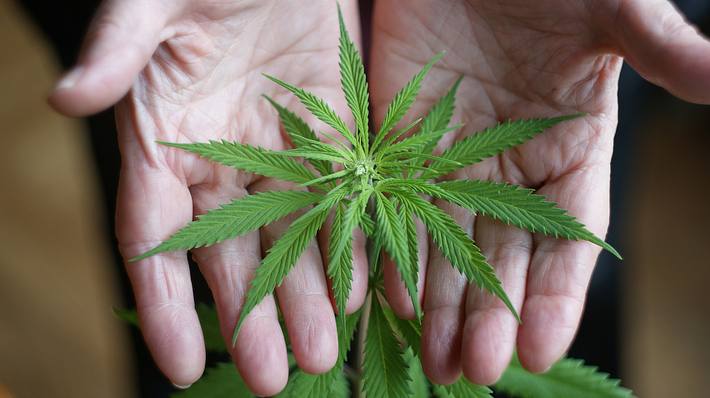 Alte Hände halten Cannabis-Pflanze - Foto: iStock / author