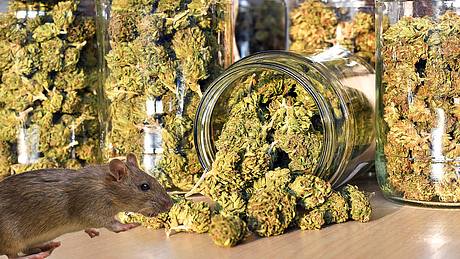 Maus im Cannabis-Fieber - Foto: iStock/UrosPoteko/gui00878 (Collage Männersache)