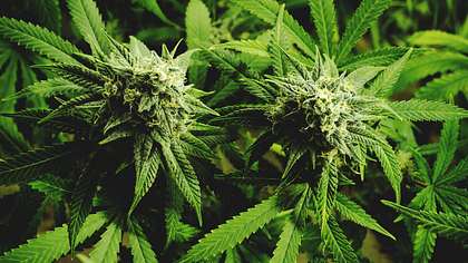 Forsa-Umfrage: Zwei Drittel der Deutschen sind gegen Cannabis-Legalisierung  - Foto: iStock/OpenRangeStock