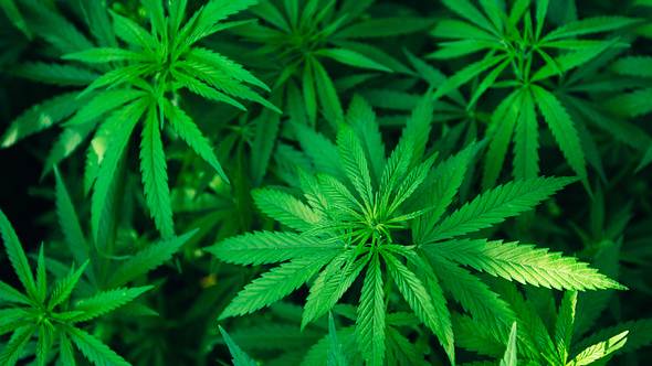 Cannabis-Pflanzen - Foto: iStock/Yarygin