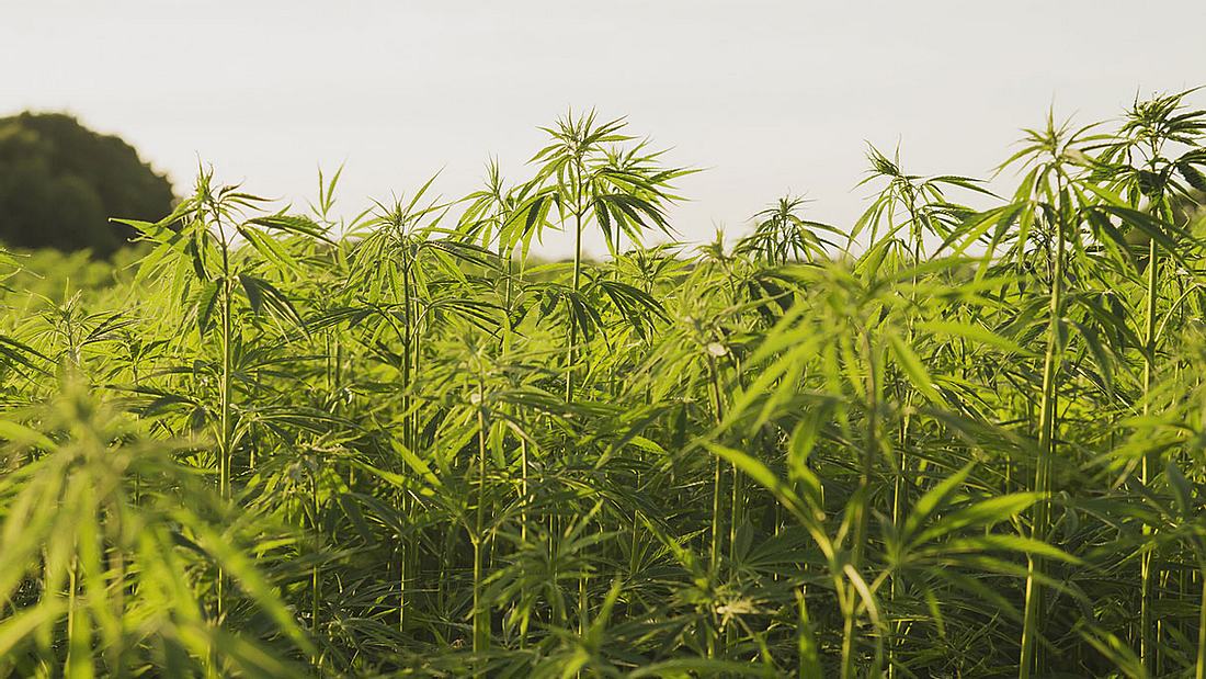 Politiker aus Schleswig-Holstein wollen Cannabis legalisieren. Politiker aus Schleswig-Holstein wollen Cannabis legalisieren.