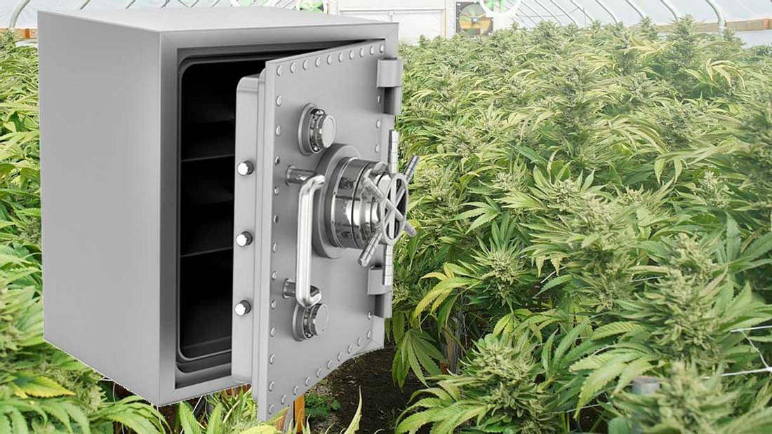Cannabis-Tresor Cannabis-Tresor