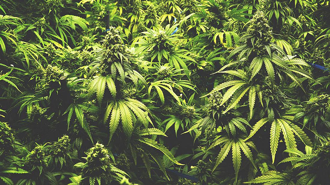 In Würzburg eröffnet Deutschlands erstes Cannabis-Cafe. In Würzburg eröffnet Deutschlands erstes Cannabis-Cafe.