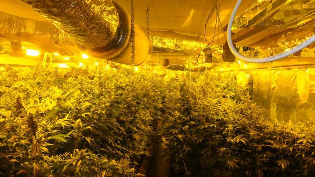 Cannabis-Farm in Kiel entdeckt. Cannabis-Farm in Kiel entdeckt.