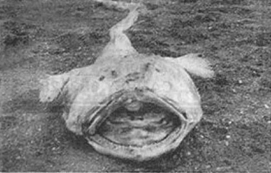 Das Canvey-Island-Monster