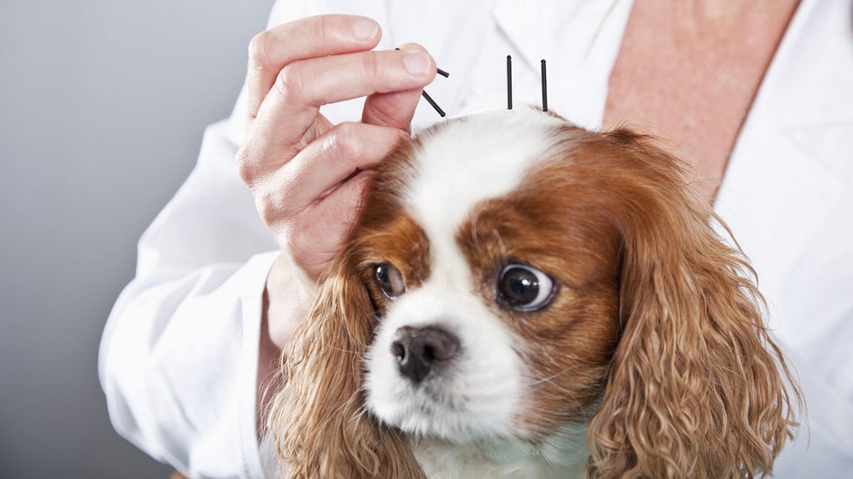 Der Druck auf den Kopf dieser Tiere ist so hoch, dass selbst eine Akupunktur nur selten hilft.