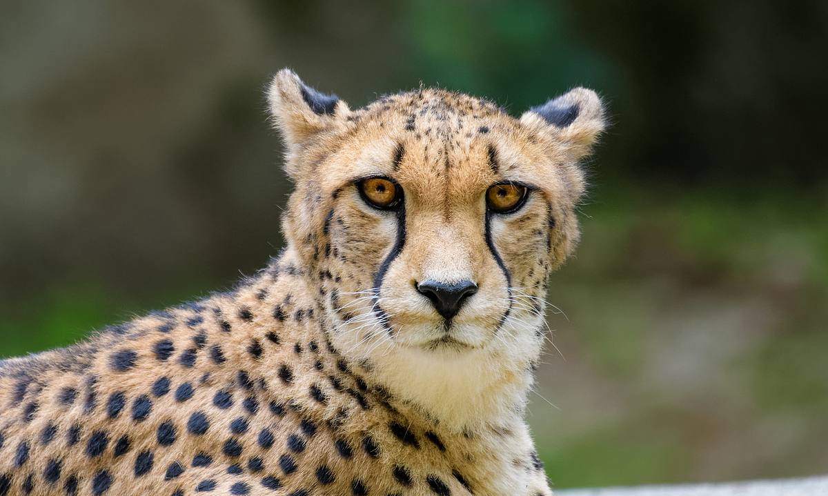 Gepard