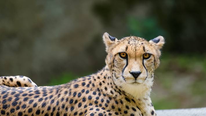 Gepard - Foto: iStock / Thorsten Spoerlein