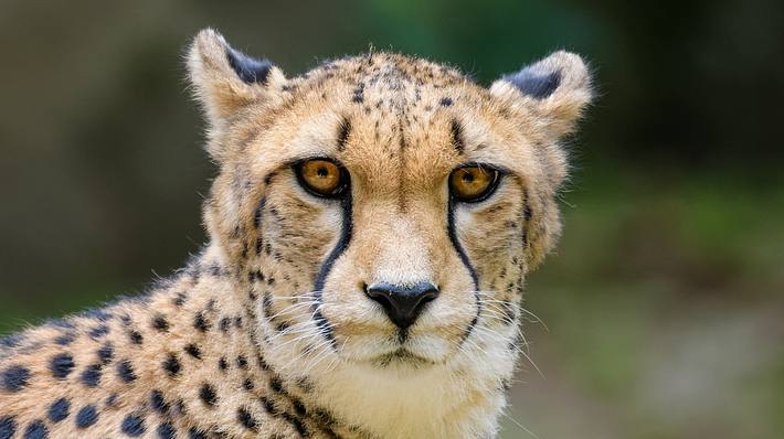 Gepard - Foto: iStock / Thorsten Spoerlein