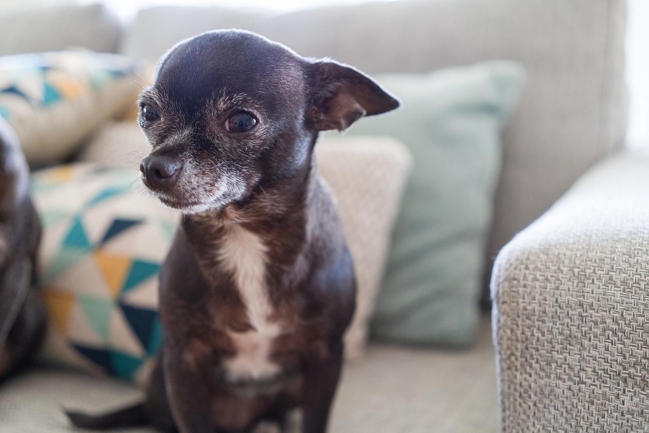 Chihuahua Chihuahua