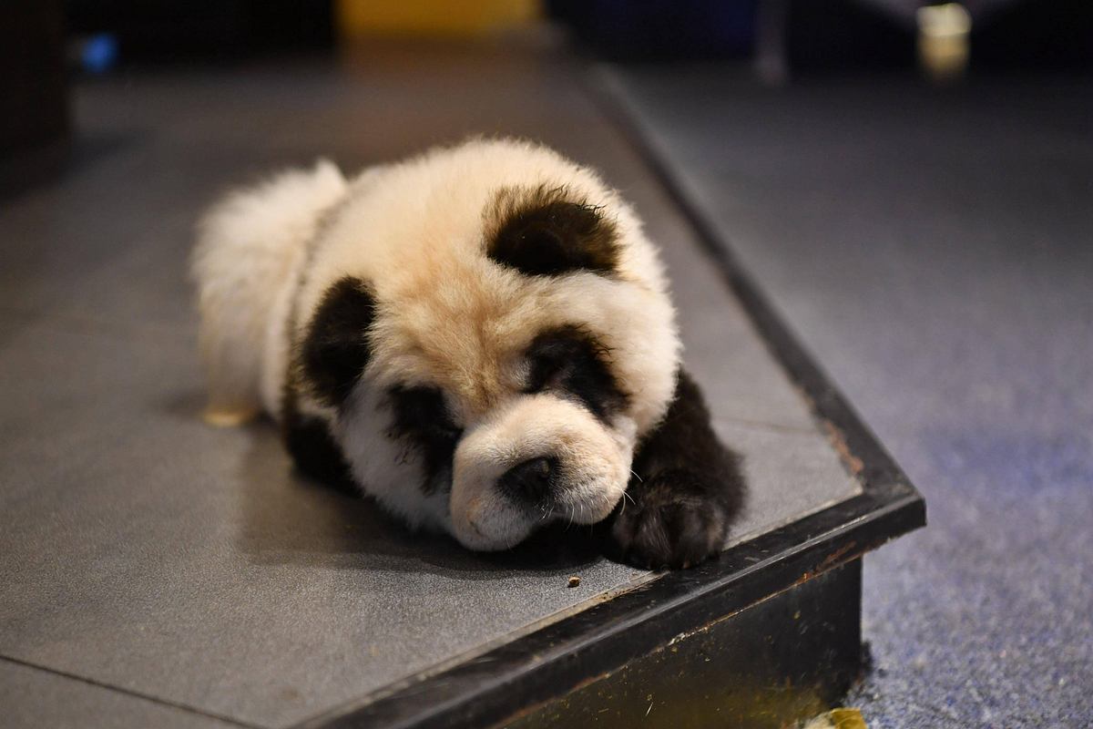 Ein als Panda bemalter Chow-Chow