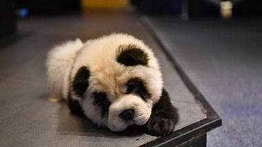 Ein als Panda bemalter Chow-Chow - Foto: IMAGO / VCG