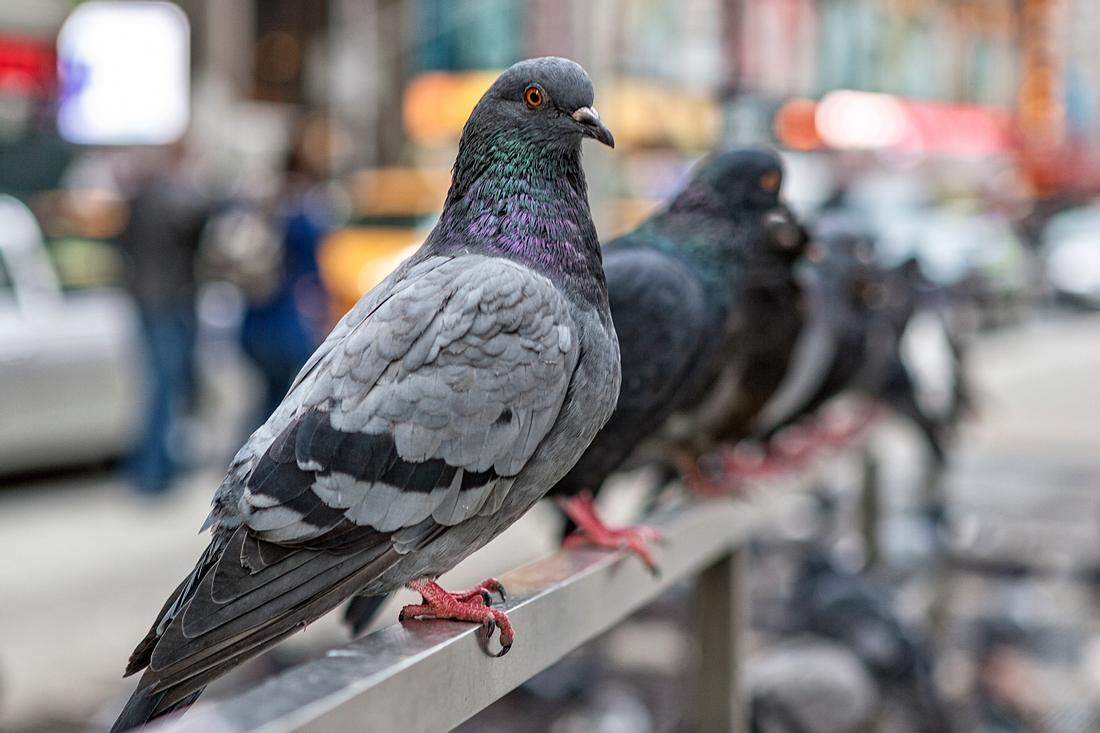 Wegen Corona: PETA warnt vor Taubensterben in Deutschland Tauben in der Stadt