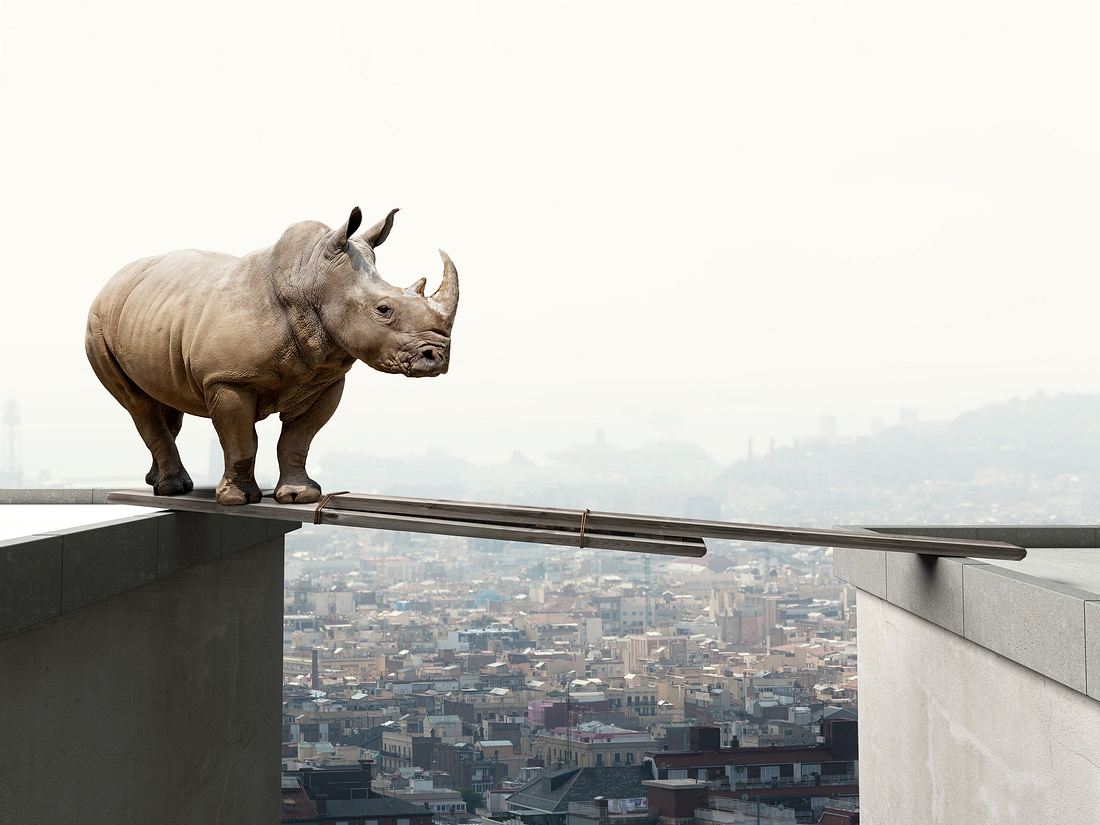Corona: Tiere erobern sich ihr Territorium zurück Nashorn über den Dächern einer Stadt
