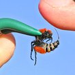 Gennannt Cow Killer: Der Stich der Ameisenwespe gilt als äußerst schmerzhaft - Foto: YouTube / Brave Wilderness