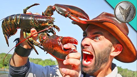 Für seine TV-Show Brave Wilderness lässt sich Coyote Peterson in schöner Regelmäßigkeit von Tieren  Schmerzen zufügen - Foto: YouTube / Brave Wilderness