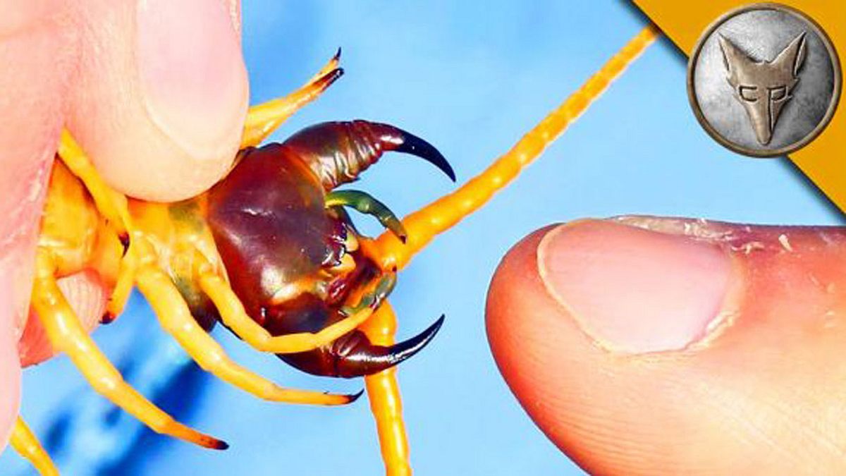 Coyote Peterson Tausendfüßer Centipede Biss Video